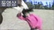 왕짜증난 말, 머리채를!